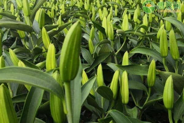 10款适合新手小白种植的百合花品种