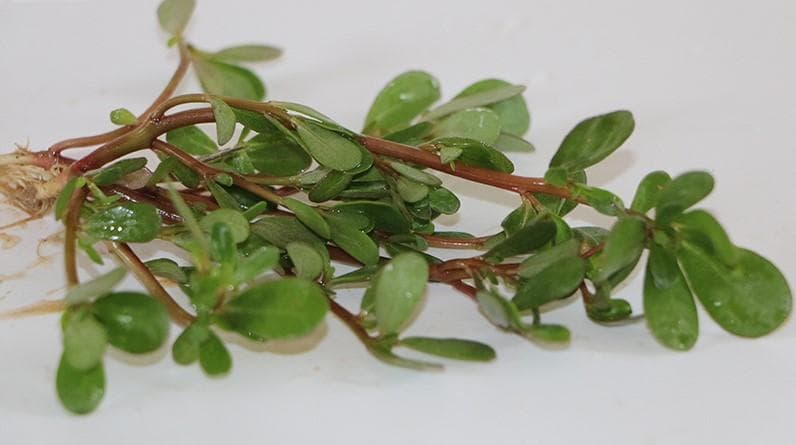 生态除草成功案例与杂草资源化