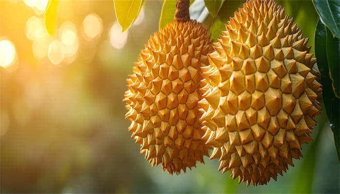 榴莲怎么催熟？四种实用方法让你轻松掌握