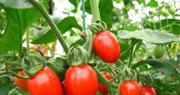 圣女果种植指南（种植时间、方法及注意事项）
