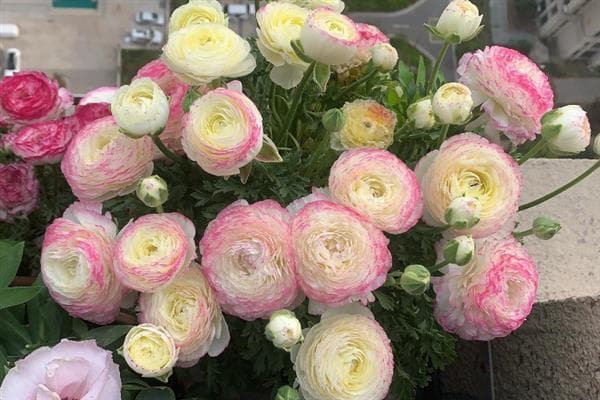 洋牡丹什么时候开花，花期在每年春季4-5月份