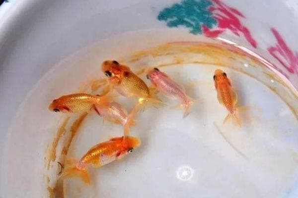 金鱼繁殖的条件及方法，18-25℃的水温最适宜金鱼繁殖