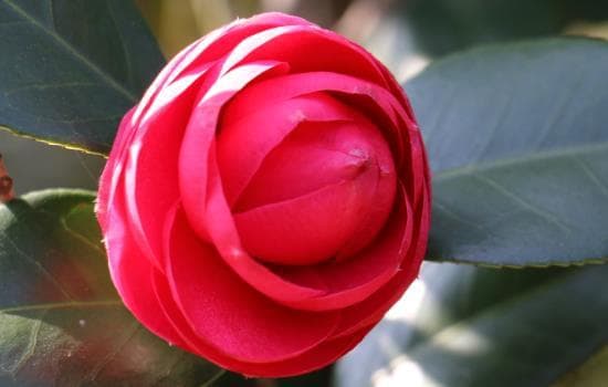 山茶花如何养护才会开花多？