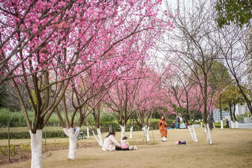 重庆一个被人忽略的赏花地：亚洲最大的中央公园，梅花开得正艳