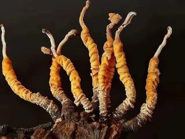 冬虫夏草到底是动物还是植物？为什么那么珍贵？