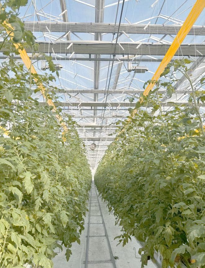 “番茄智能化温室工厂”实现全季节全天候生产
