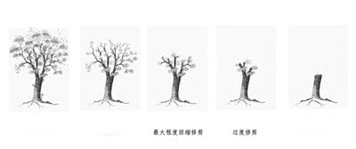 小区树木应该怎样修剪？《杭州市居住区树木修剪技术导则》正式实施