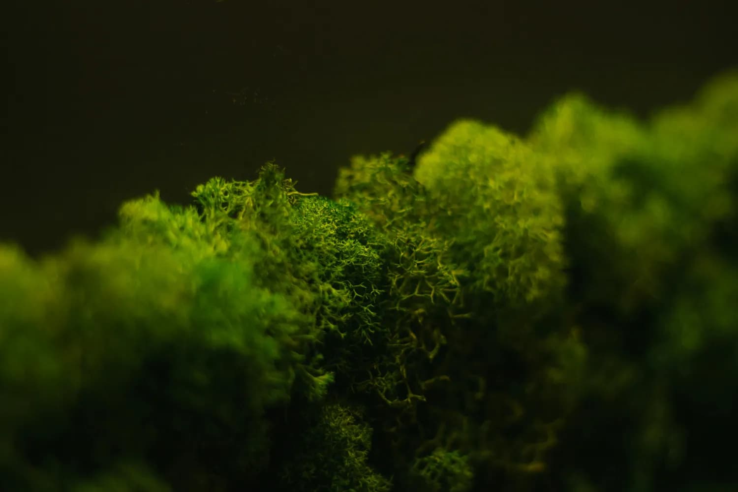 碳中和植物：环保界的超级英雄