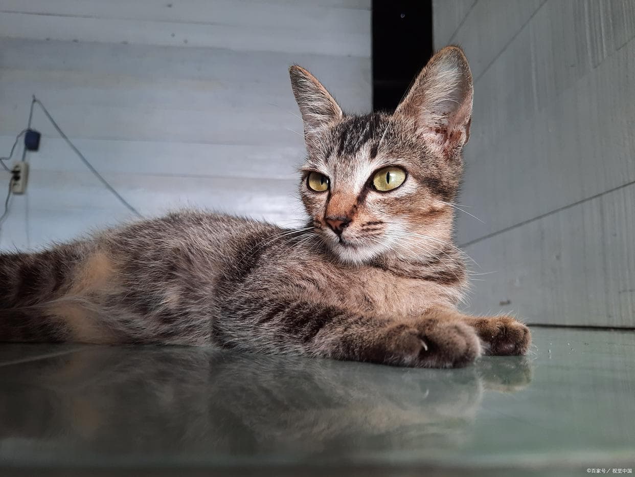 猫咪饮食大揭秘：这些食物让猫咪更健康、更活力四溢！