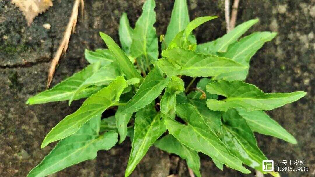 叶子像犁头，人称犁头草，别名紫花地丁，老人称“毒蛇克星”