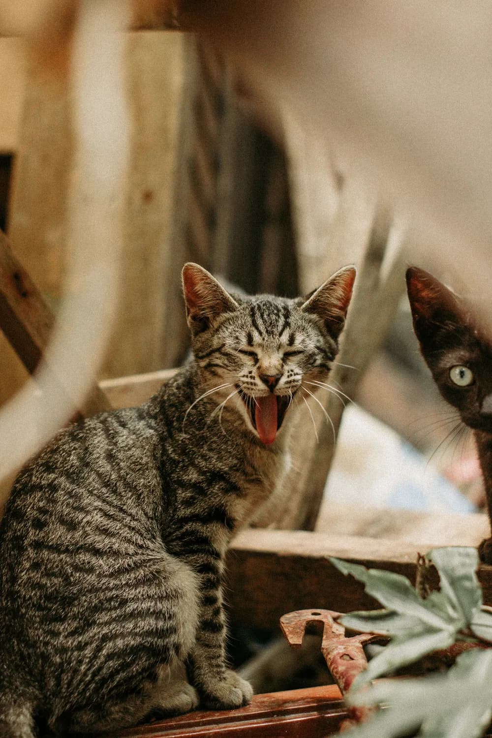 猫咪咕噜声背后的健康密码
