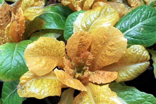 转基因"黄金生菜"的维生素含量是普通莴苣的30倍