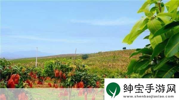 国产芒果在四线城市的崛起：从种植到品牌，助力乡村经济发展的全产业链