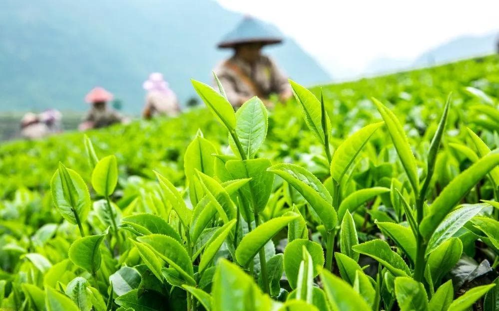 喝茶养生？——试从茶的性味归经来解读