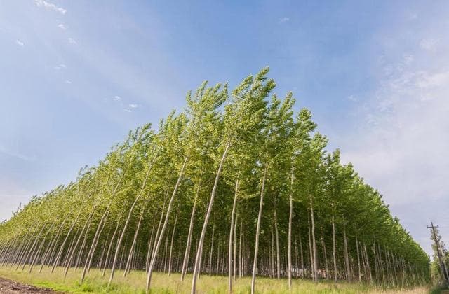 杨树几米一棵最好？——探索最佳种植间距的艺术
