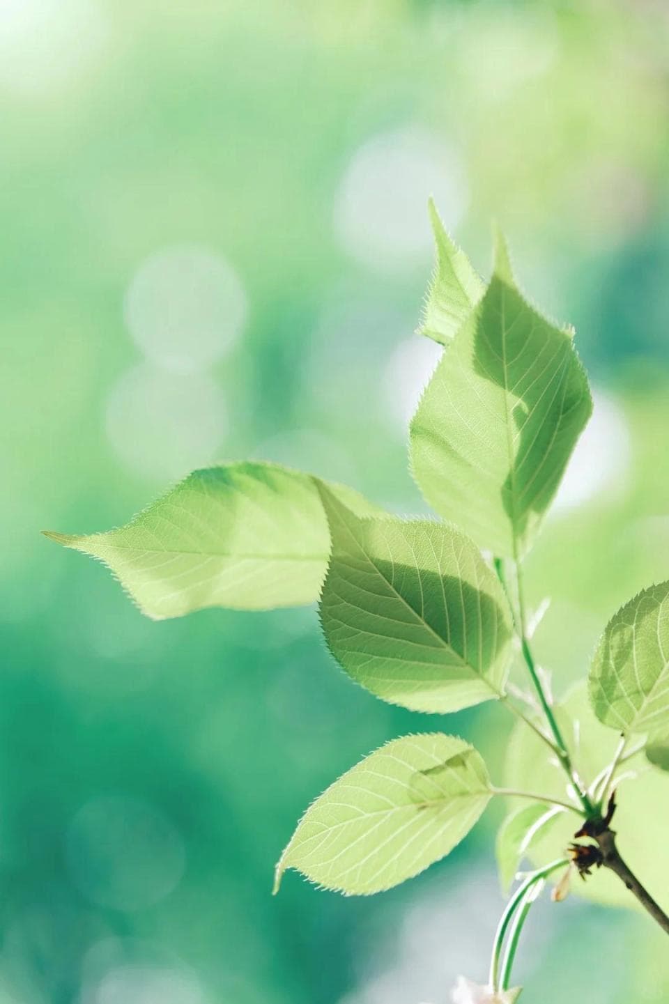 14首《花间集》里的轻柔软语诗词：首首风情万种