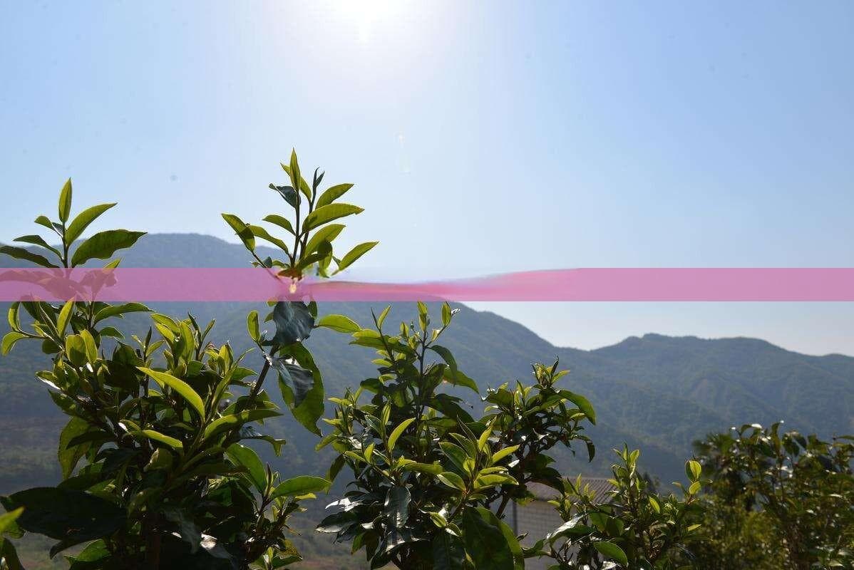 探究阻塞性肺气肿患者饮用生普洱茶的效果与适宜性