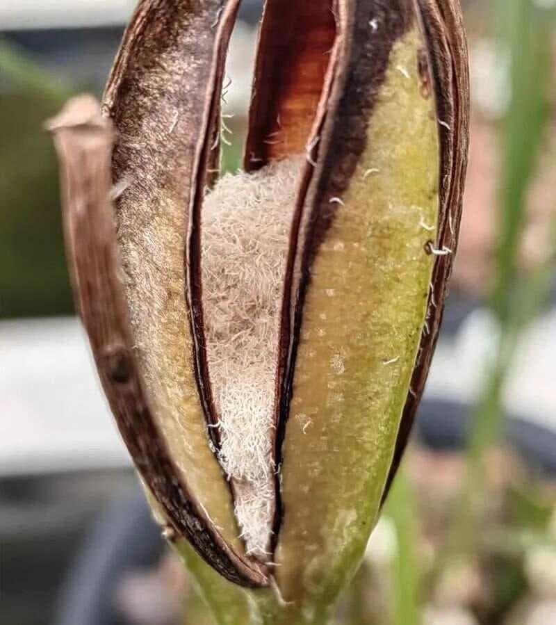 兰花的两种繁殖方式，你知道吗？
