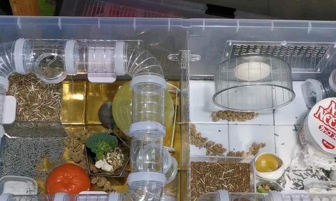 解决仓鼠气味问题的有效方法（清除仓鼠有味道的妙招，让宠物环境清新无异味）