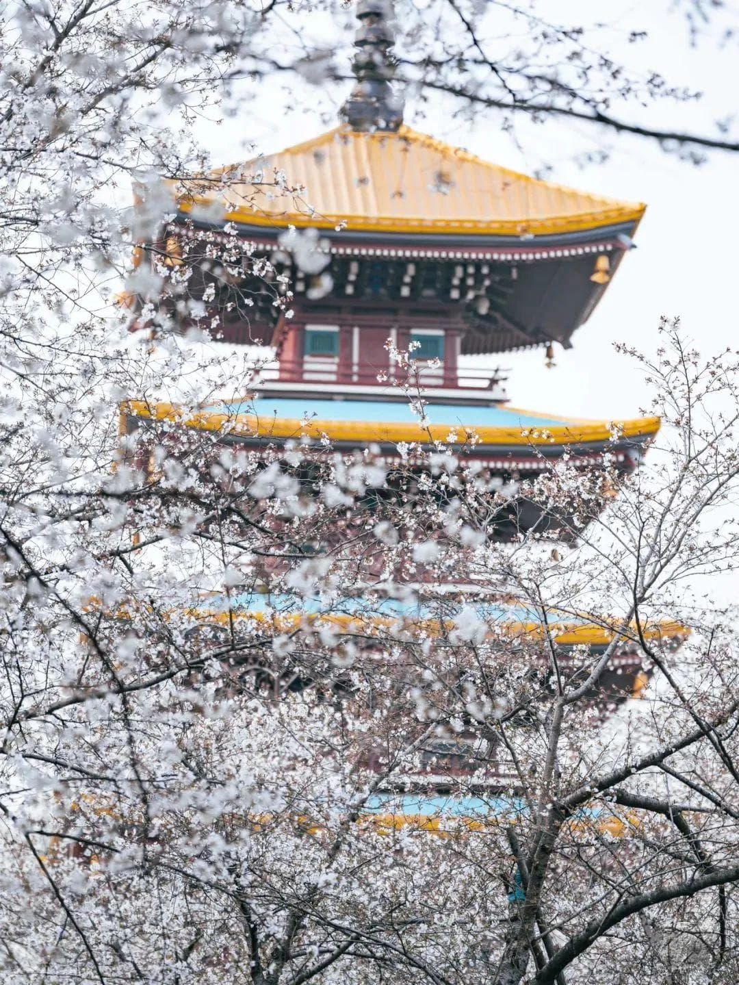 全国美食盛会碰撞汉马与樱花，3月的武汉好吃、好逛又好玩
