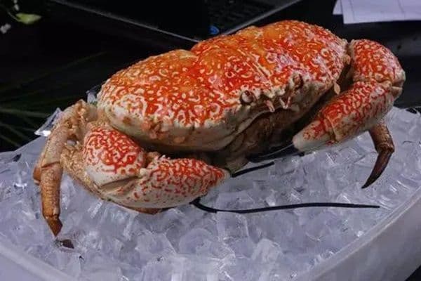 “螃蟹女”：网络流行语背后的女性特质
