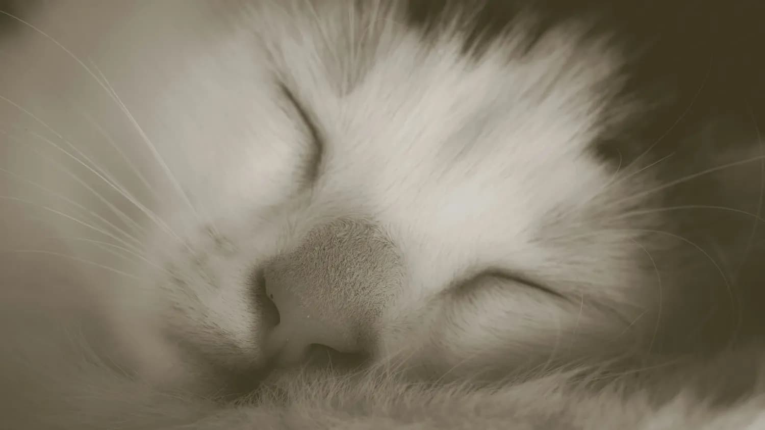 猫咪睡觉时在做什么梦？