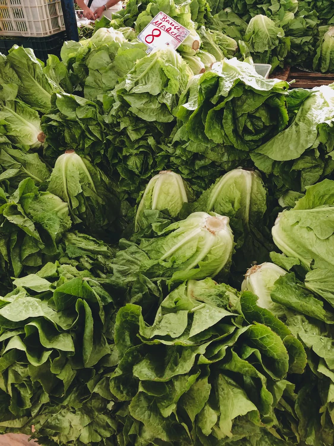 涪陵榨菜：青疙瘩变致富金疙瘩