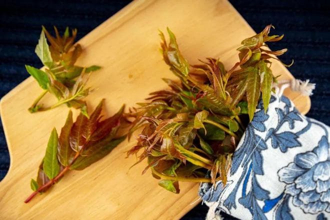 香椿：舌尖上的春日限定，背后竟藏这些秘密