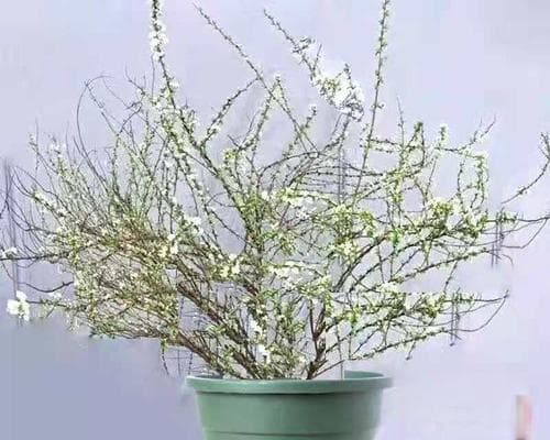 雪柳的养殖技巧（家庭养法一网打尽）