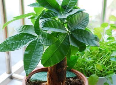 发财树是热带植物吗？如何正确养护发财树？