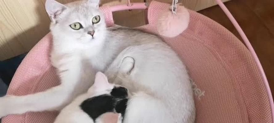 母猫不喂奶小猫怎么办？猫妈妈失职问题及其解决方案