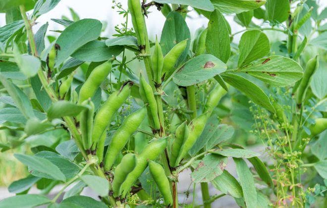 胡豆什么时候种植最好