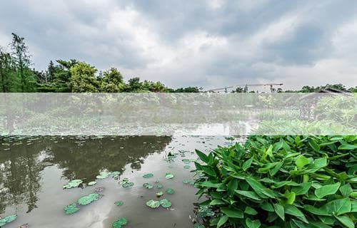 根茎类蔬菜有哪些：常见品种与特点