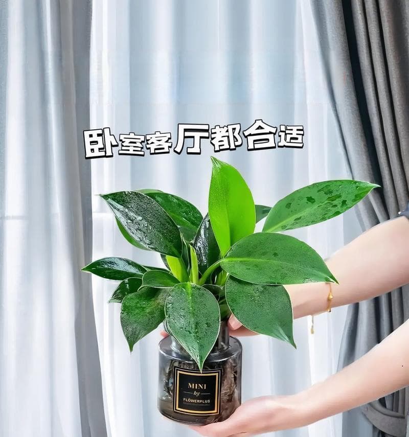金钻养护全攻略（春夏秋冬各不同，关键在正确浇水）
