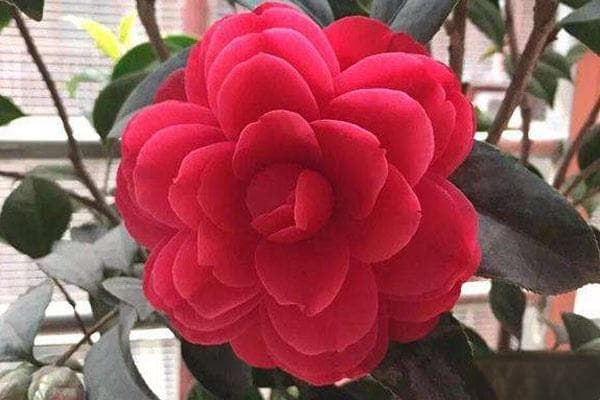 茶花怎么扦插成活率高？