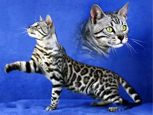孟加拉豹猫饲养指南：从日常护理到运动需求