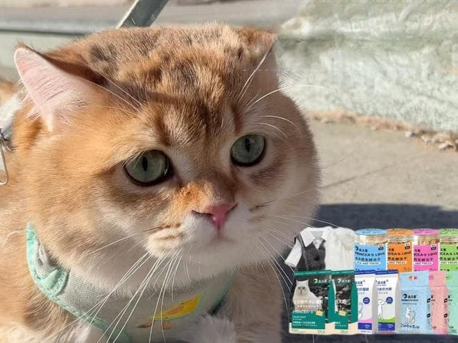 如何成功收服一只流浪猫？