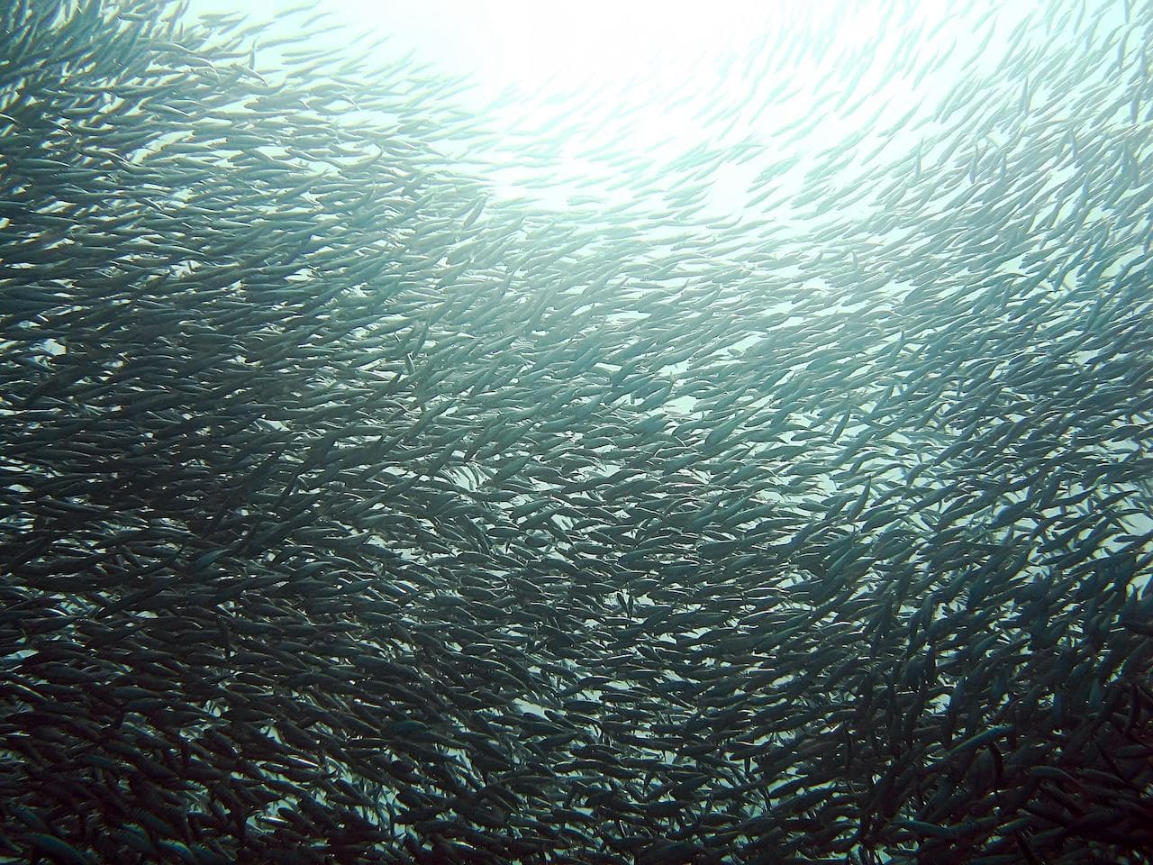 水下生物个个都是沟通高手！从气味到声音，揭秘海洋生物的奇妙社交