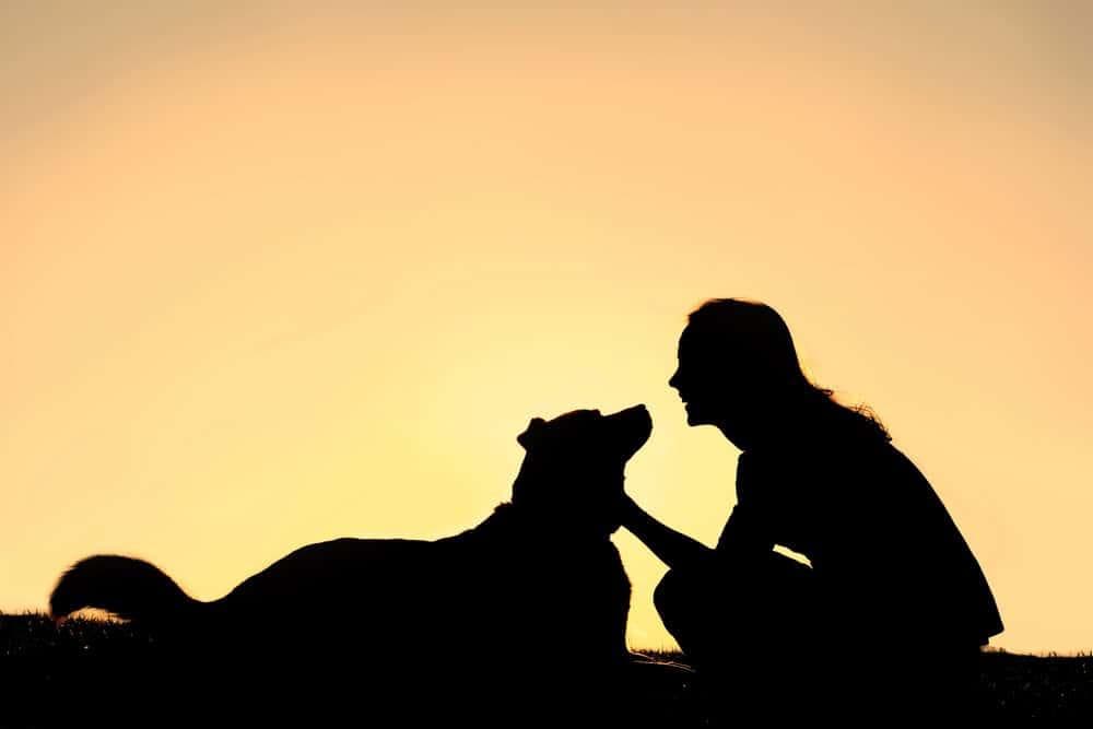 15 条情感服务犬故事证明狗不仅仅是宠物