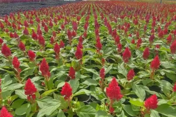 鸡冠花种植全攻略：从播种到养护的详细指南