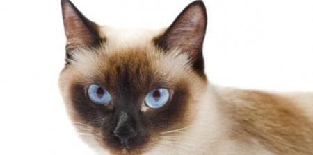 猫咪的理想温度范围及环境调节指南