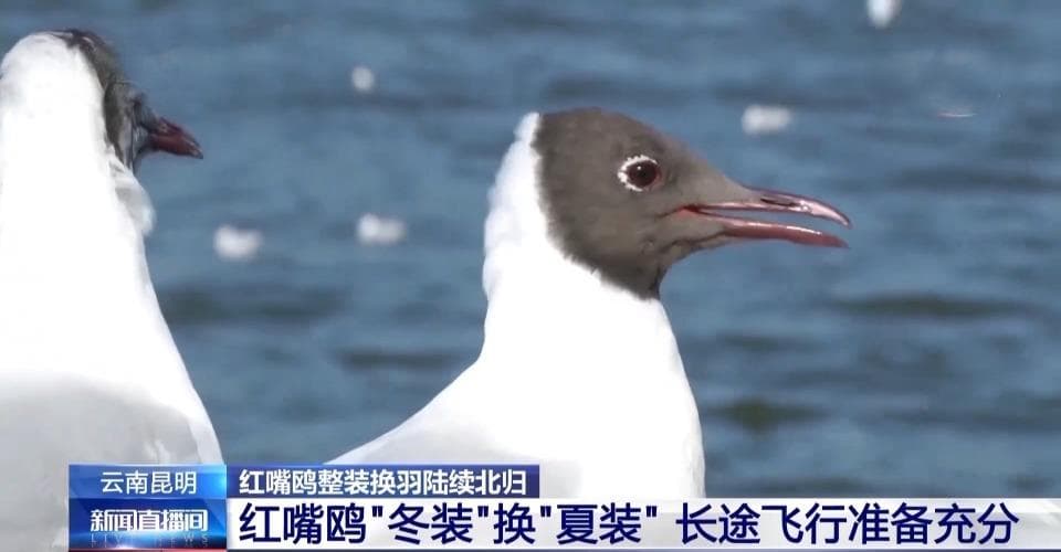 红嘴鸥陆续北归 卫星“小背包”揭秘迁徙之路