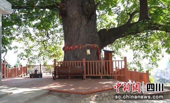 雅安石棉：建设古树公园 打造乡村“新地标”