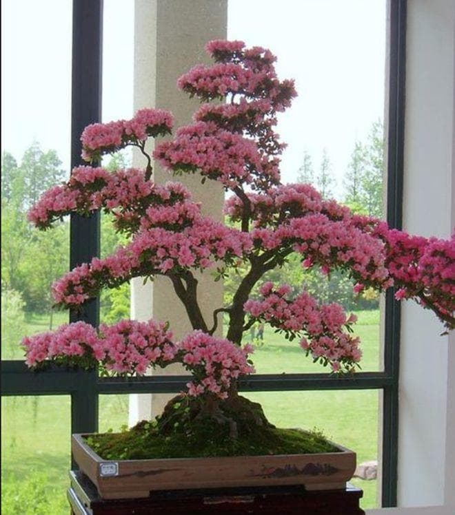 海岛春花的养殖方法
