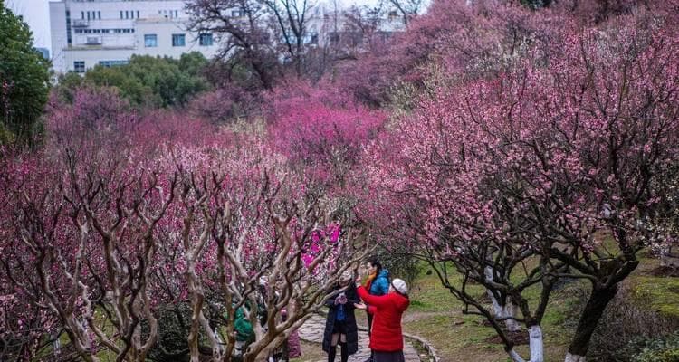 梅花开花凋谢时间分析（梅花开花和凋谢的月份及影响因素）