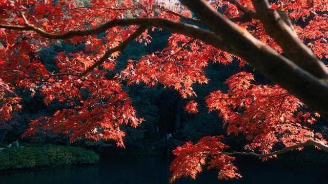 九溪秋色正浓时，踏赏红枫与古韵