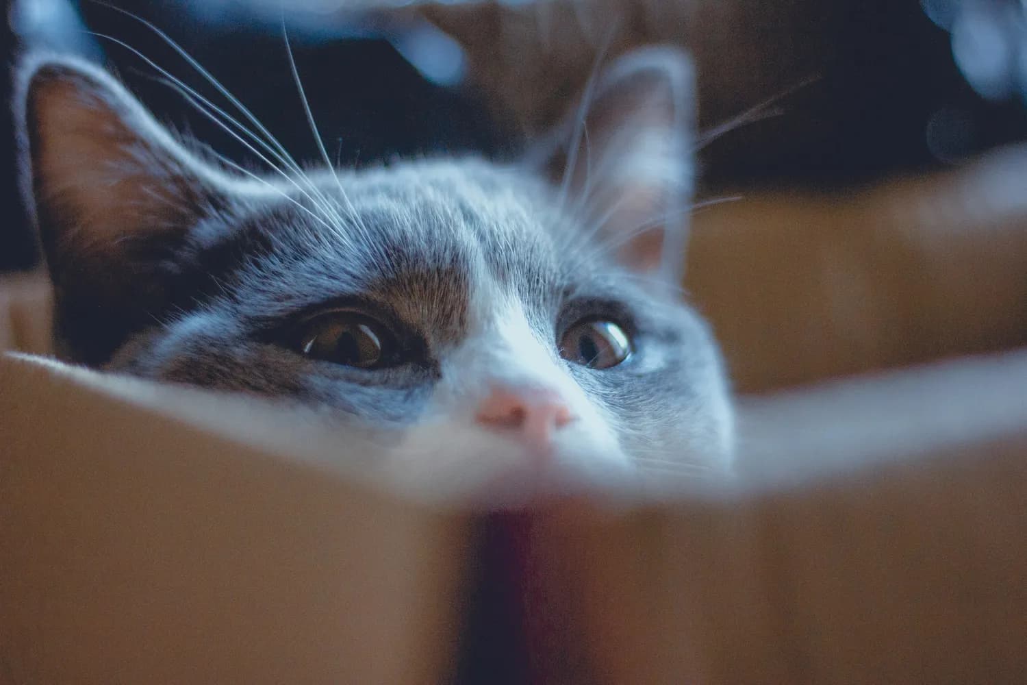 实验揭秘：猫咪慢眨眼是在向你示好