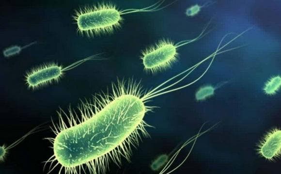 硝化细菌和光合细菌在水族箱水质管理中的应用