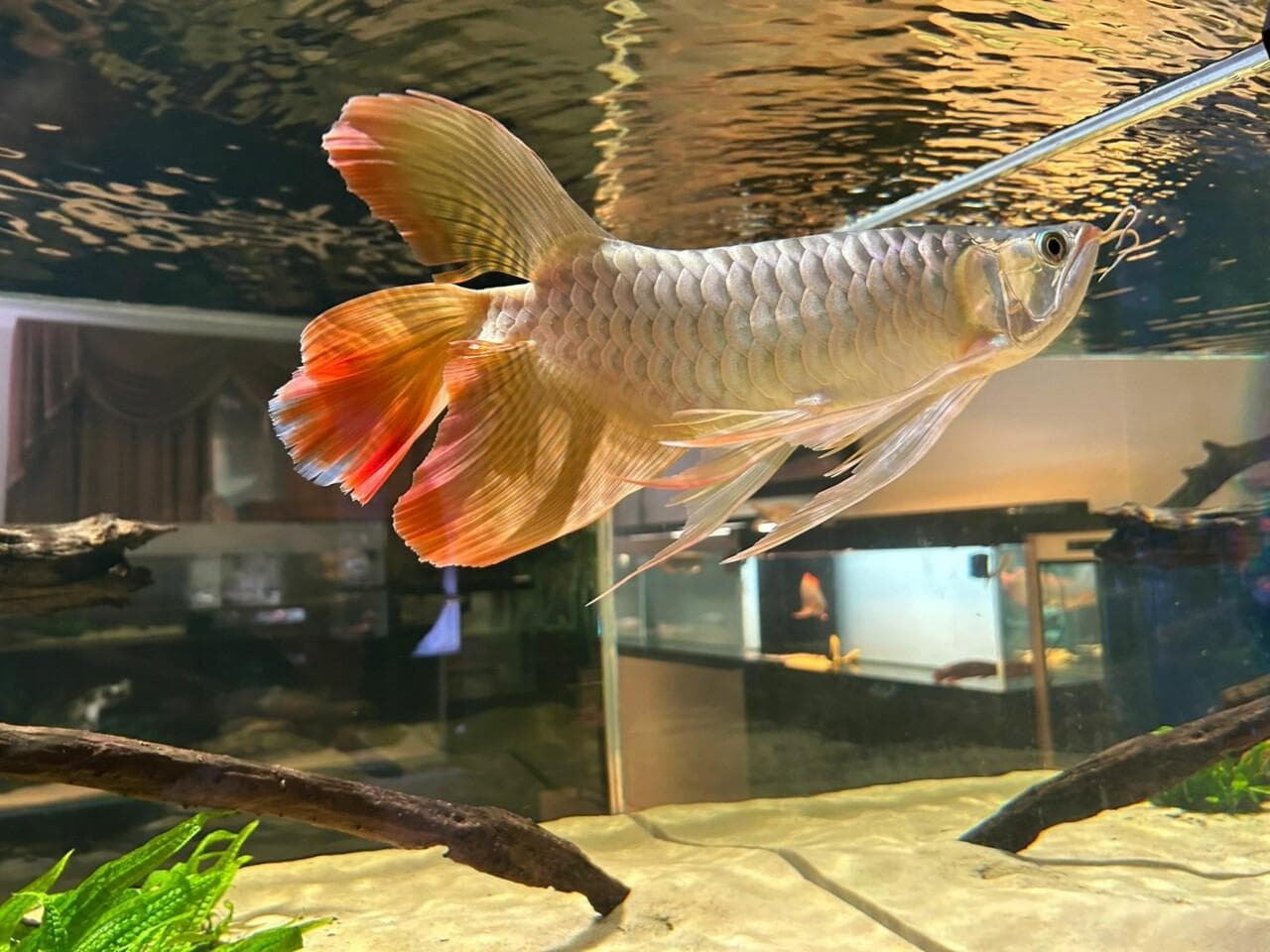龙鱼饲养温度指南：不同生长阶段温度控制技巧