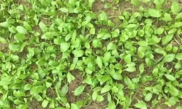菠菜如何合理施肥？基肥怎样施用？追肥如何进行？